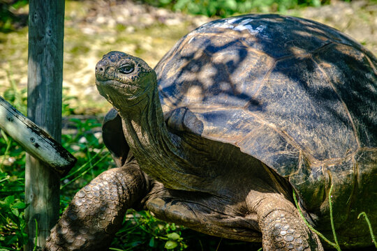 Giant tortoise in &Icirc;le aux Aigrettes, Mauritius