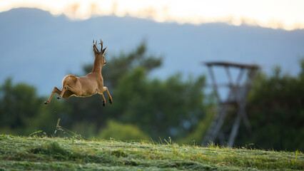 Roe deer, capreolus capreolus, buck running away with copy space at sunset. Wild animal escaping fast from a green meadow. Mammal with antlers jumping high on horizon. © WildMedia