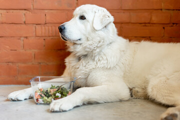 Portrait of cute adorable white dog sitting with salad in the bowl indoors. Healthy eating for pets concept. Maremma sheepdog