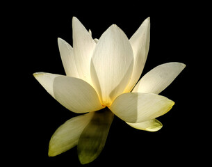 Lotusblüte  in natürlicher Farbe vor schwarzem Hintergrund - obrazy, fototapety, plakaty