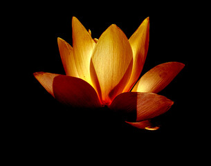 Lotusblüte leuchtet in gelb und orange vor schwarzem Hintergrund