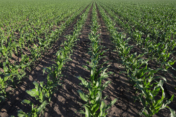 Agriculture, green corn field in early summer, agriculture in late spring or early summer