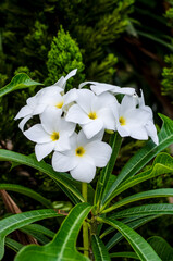 Fototapeta premium Blossomed frangipani or plumeria flower close up in the garden