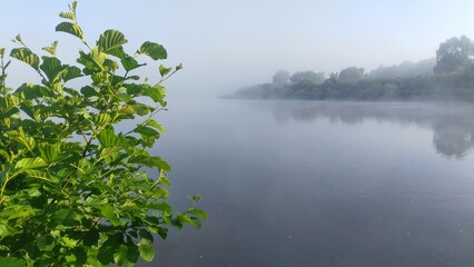 Morning on the river. Fog and soft sunlight. Alder branches bent over the water. Tall grass and trees grow along the banks and are reflected in the calm water