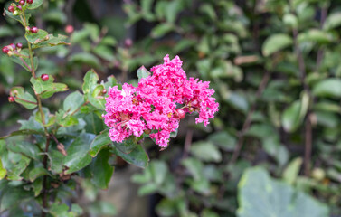 Selective focused red viburnum tinus flower blossomed in the garden with copy space