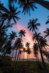 Silhouette of coconut palm tree at sunset on tropical beach