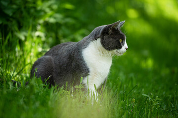 Adult domestic cat in a garden