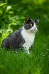 Adult domestic cat in a garden