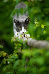 Naklejka na ściany i meble Adult domestic cat in a garden