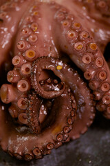 pulpo