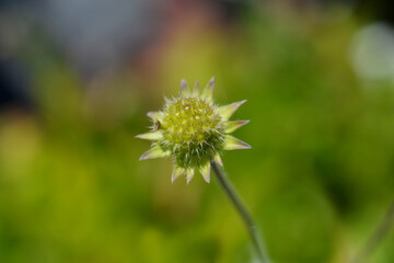 Macedonian scabious