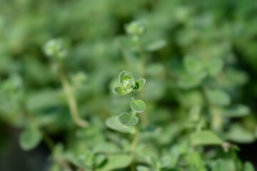 Sweet marjoram