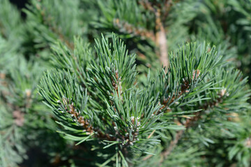 Dwarf mountain pine Mops