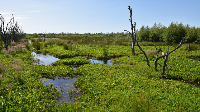Moor in Offenb&uuml;ttel 