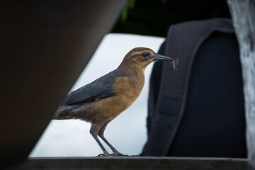 PAJARO CON UNA RANA EN EL PICO. FOTOGRAFIA COLOR. HORIZONTAL.