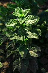 young green mint bush grows in the garden. cultivation of medicinal plants concept
