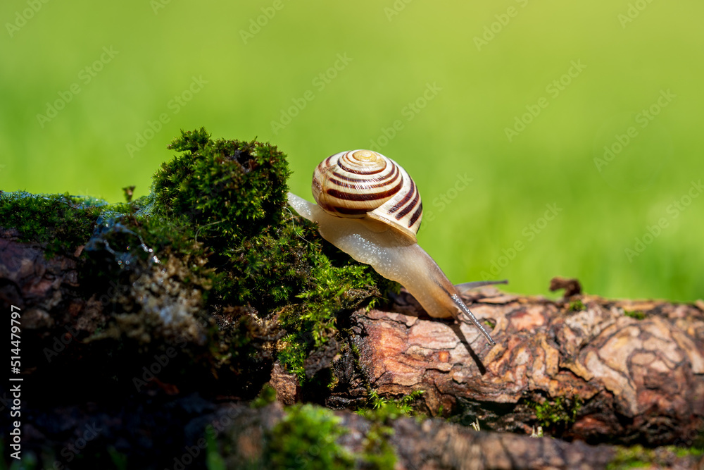 Wall mural a small snail on green moss