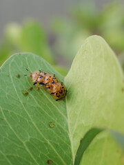 butterfly on leaf