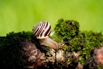 a small snail on green moss