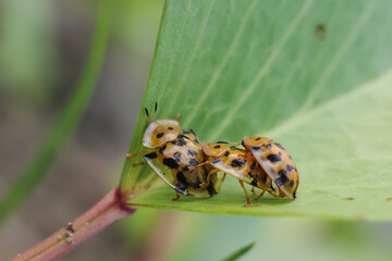 bug on a leaf