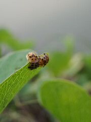 caterpillar on a leaf