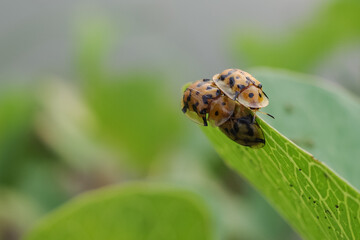 ladybird on a leaf