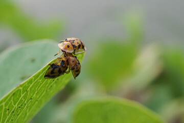 ladybug on leaf