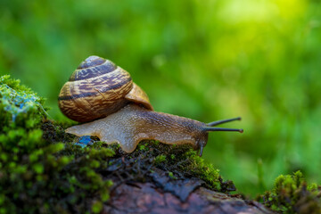 a small snail on green moss