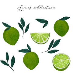 Watercolour Tropical Lime and Green Branch design Collection on white background. Hand Drawing Citrus Fruit , full and cut, green leaves. Vector Illustration