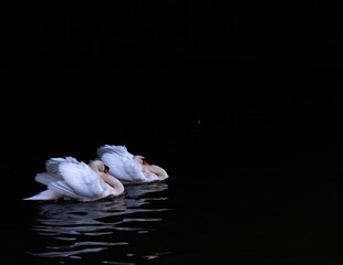 Ptak, łabądź, 
swan