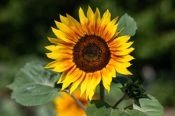 sunflower blooming