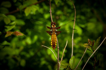 Ważka, dragonfly