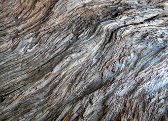 texture of the bark of an old pear close up