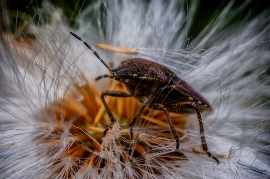 Macro. makro, owad, insekt, insect
