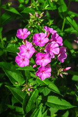 phlox flowers grow on a bed in the garden, cultivation of flowers concept