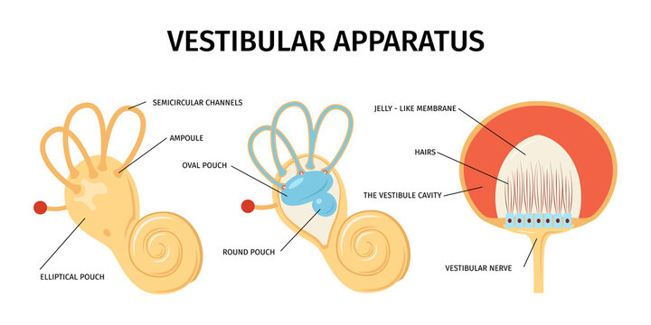 Vestibular Apparatus Anatomy Composition