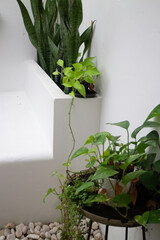 Beautiful home garden mini plant pot