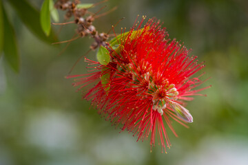 Red bottlebrush flower. Bottlebrush or Little John - Dwarf Callistemon