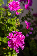 Pink pelargonium, pelargonium plant. Beautiful large pink flowers