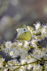 Bielinek na kwiatach