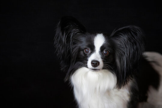 Beautiful portrait of a small dog with big ears. Black and white papillon dog on a black background. Photo of cute funny dog in studio