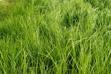 green grass background