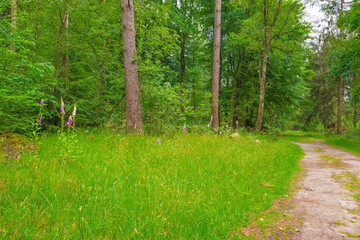 Obraz premium Trees in a green lush forest in bright sunlight and shadow in springtime, Voorthuizen, Barneveld, Gelderland, The Netherlands, June, 2022