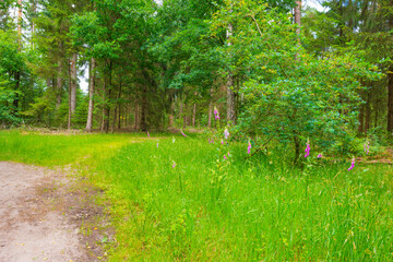 Trees in a green lush forest in bright sunlight and shadow in springtime, Voorthuizen, Barneveld, Gelderland, The Netherlands, June, 2022
