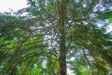 Trees in a green lush forest in bright sunlight and shadow in springtime, Voorthuizen, Barneveld, Gelderland, The Netherlands, June, 2022