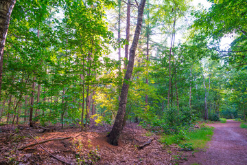 Trees in a green lush forest in bright sunlight and shadow in springtime, Voorthuizen, Barneveld, Gelderland, The Netherlands, June, 2022