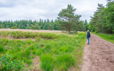 Heather and trees in glade in a forest in bright sunlight in springtime, Voorthuizen, Barneveld, Gelderland, The Netherlands, June, 2022