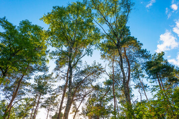 Trees in a green lush forest in bright sunlight and shadow in springtime, Voorthuizen, Barneveld, Gelderland, The Netherlands, June, 2022