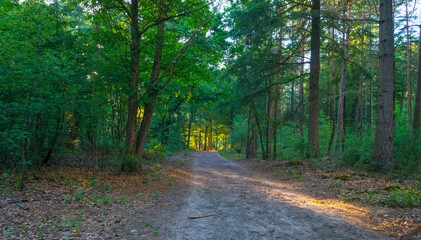 Trees in a green lush forest in bright sunlight and shadow in springtime, Voorthuizen, Barneveld, Gelderland, The Netherlands, June, 2022