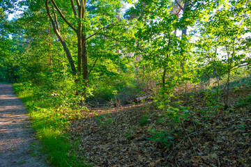 Trees in a green lush forest in bright sunlight and shadow in springtime, Voorthuizen, Barneveld, Gelderland, The Netherlands, June, 2022
